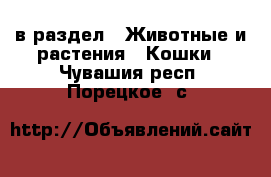  в раздел : Животные и растения » Кошки . Чувашия респ.,Порецкое. с.